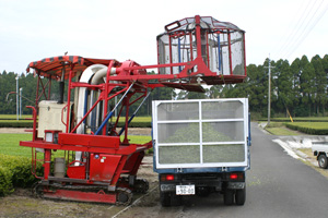 画像|茶葉を運搬車へ