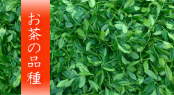 サムネイル|お茶の品種について