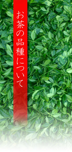アイキャッチ|お茶の品種について